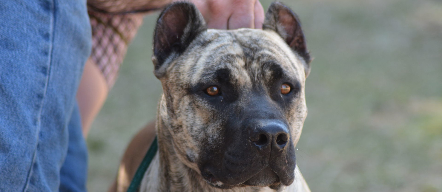 Exposición Internacional de Perros Cimarrones